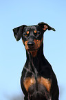 German Pinscher Portrait