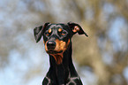 German Pinscher Portrait