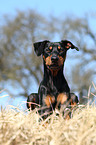 lying German Pinscher