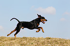 running German Pinscher