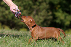German Pinscher Puppy