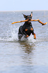 playing German Pinscher