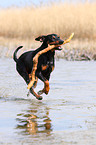 playing German Pinscher