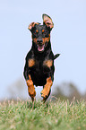 running German Pinscher