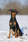 German Pinscher in snow