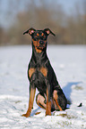 German Pinscher in snow