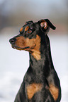 German Pinscher in snow