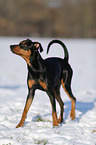 German Pinscher in snow