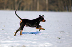 German Pinscher in snow