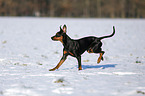 German Pinscher in snow