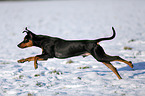 German Pinscher in snow