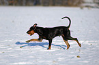 German Pinscher in snow