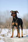 German Pinscher in snow