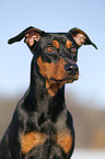 German Pinscher Portrait