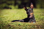 lying German Pinscher