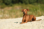 lying German Pinscher