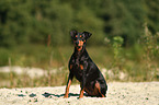 sitting German Pinscher