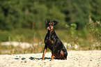 sitting German Pinscher