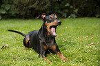 lying German Pinscher