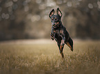 running German Pinscher