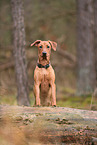 young German Standard Pinscher