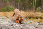 young German Standard Pinscher