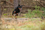 German Standard Pinscher