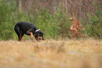 German Standard Pinscher