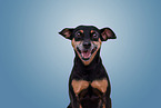 German Standard Pinscher Portrait