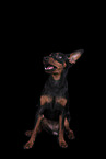 German Pinscher