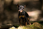 German Pinscher