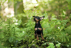 German Pinscher