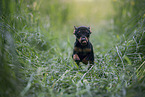 German Pinscher