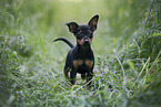 German Pinscher