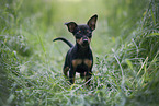 German Pinscher