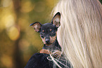 German Pinscher