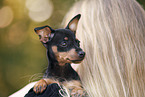 German Pinscher