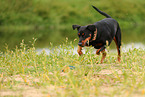 German Standard Pinscher