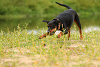 German Standard Pinscher