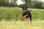 German Standard Pinscher
