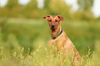 German Standard Pinscher