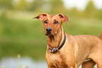 German Standard Pinscher