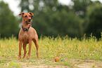 German Standard Pinscher