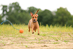 German Standard Pinscher