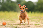 German Standard Pinscher