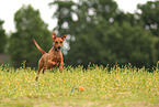 German Standard Pinscher