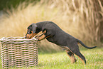 german pinscher puppy