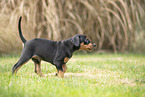 german pinscher puppy