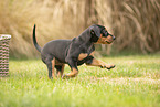 german pinscher puppy