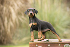 german pinscher puppy